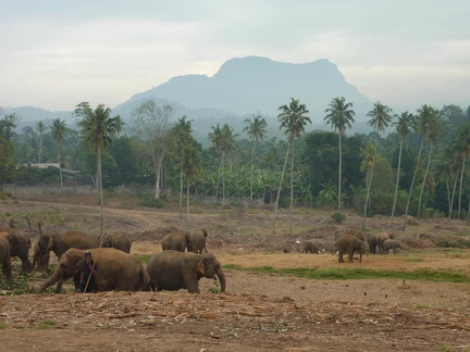 Young elephants at the Orphanage