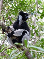 Indri