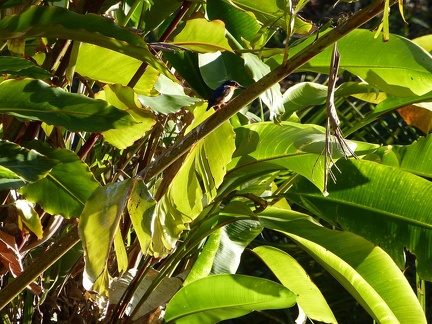 Madagascar Kingfisher