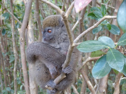 Bamboo Lemur