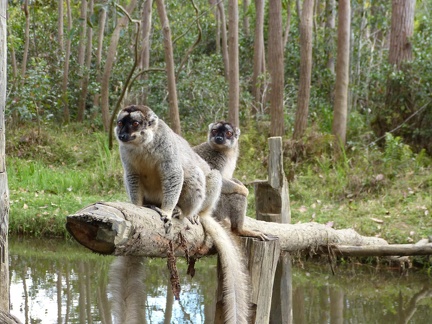 Common Brown Lemurs