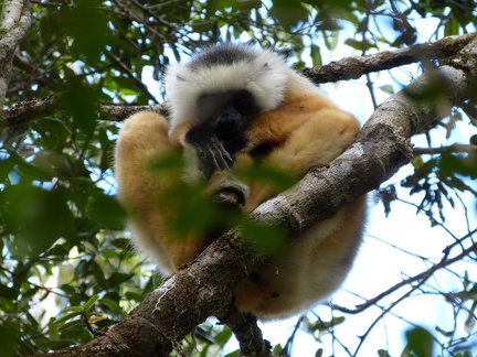 Diademed Sifaka