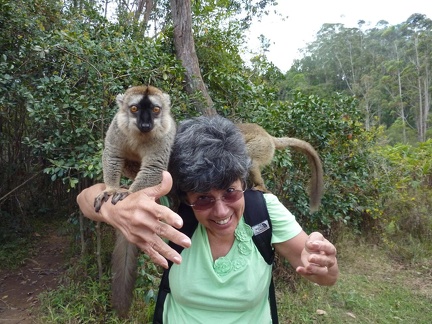 Tame Common Brown Lemurs