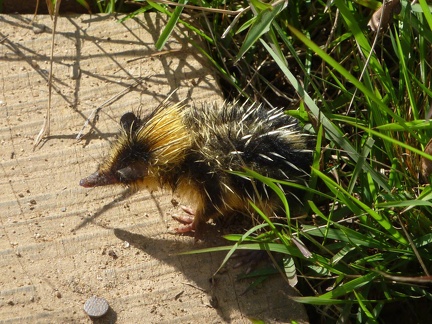 Lowland Streaked Tenrec