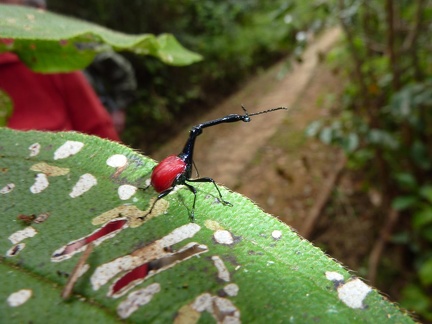 Giraffe Necked Beetle