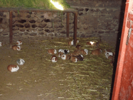 Guinea pig farm