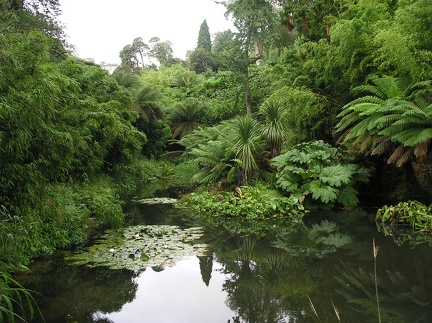 Jungle at Heligan