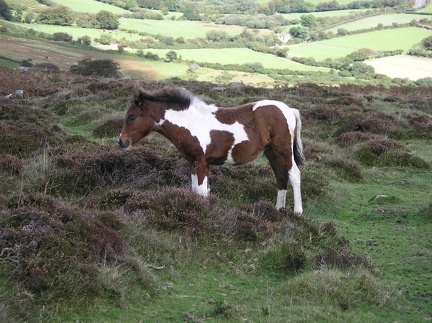  Dartmoor Pony