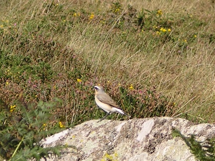  Wheatear on Dartmoor
