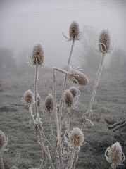 Frosty Morning 1