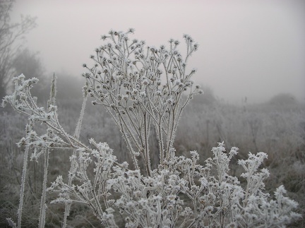 Frosty Morning 3