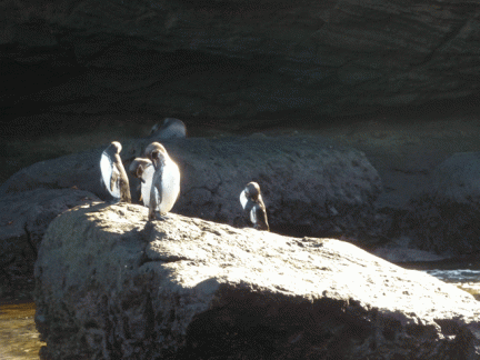 Galapagos Penguins