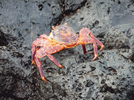Sally Lightfoot Crab