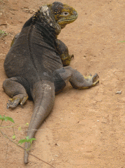 Land Iguana