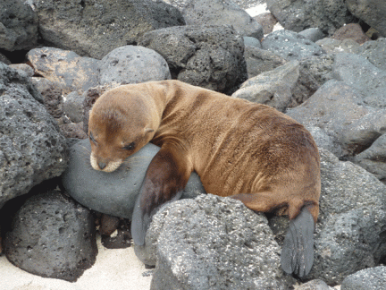 Baby Sea Lion