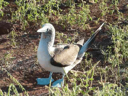 Blue Foot Booby