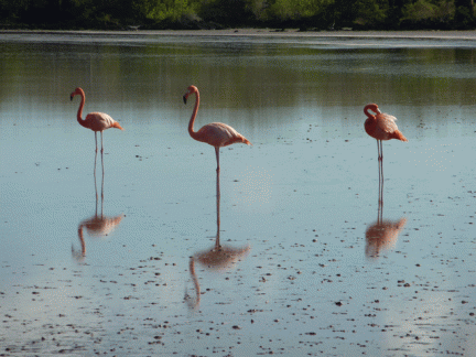 Flamingos