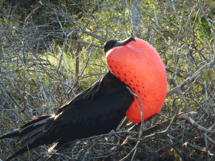Frigate Bird