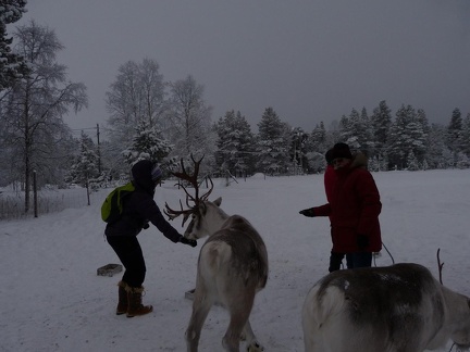 Sami Homestead - Mads feeding Reindeer