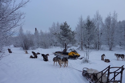 Husky Trip dogs resting