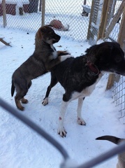 Husky Mother and Baby