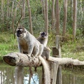Common Brown Lemurs