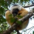 Diademed Sifaka