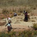 Threshing Corn?