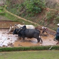 Ploughing with Zebu