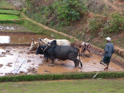 Ploughing with Zebu