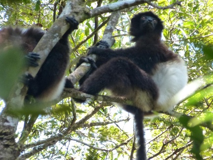 Indri