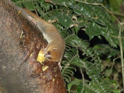 Brown Mouse Lemur