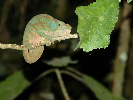 Snub Nosed Chameleon