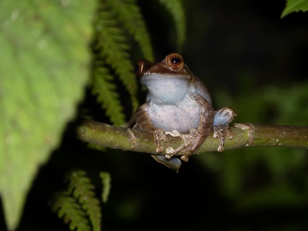 Frog