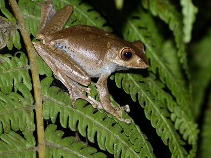 Another Frog