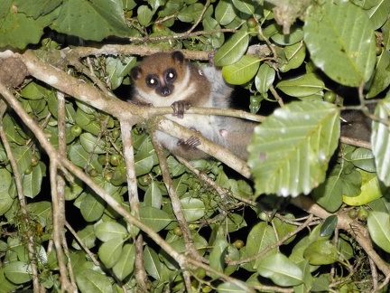 Mouse Lemur