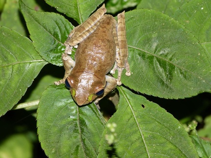 Yet Another Frog