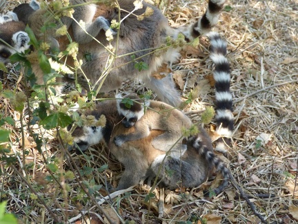 Ringed Tailed Lemurs with Babys