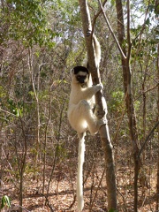 Verraux's Sifaka