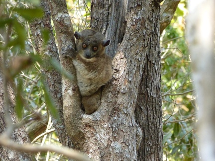 Hubbards Sportive Lemur