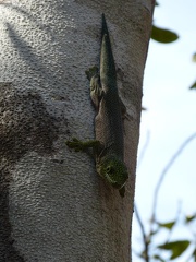 Day Gecko