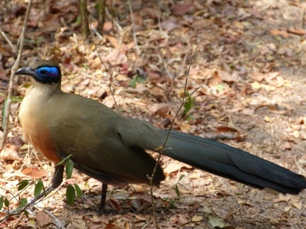Giant Coua