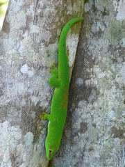 Day Gecko