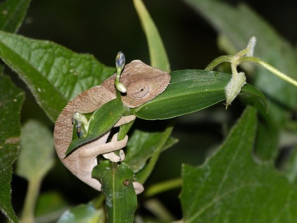 Small Panther Cameleon