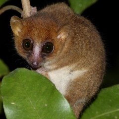 Greater Dwarf Lemur