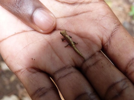 Pigmy Chameleon