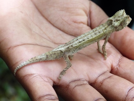 Brookesia Chameleon