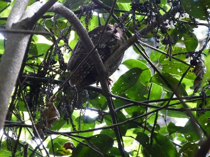 Scops Owl