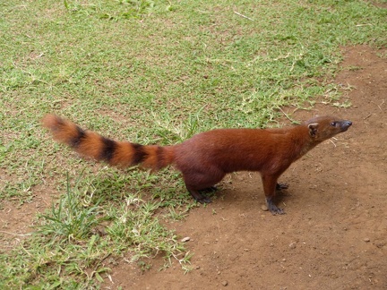 Ring Tailed Mongoose