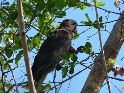 Lesser Vasa Parrott